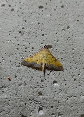 Ategumia