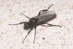 Bibio hortulanus