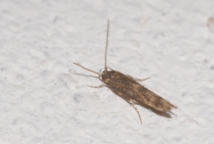 Coccidiphila gerasimovi