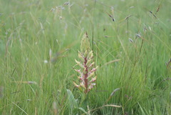 Disa cooperi
