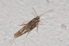 Coccidiphila gerasimovi