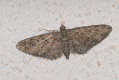 Eupithecia cocciferata