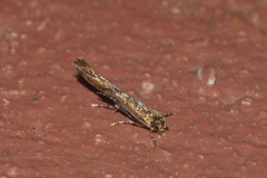 Coccidiphila gerasimovi