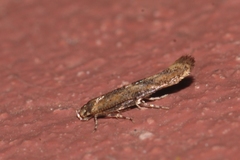 Coccidiphila gerasimovi