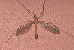 Tipula bezzii