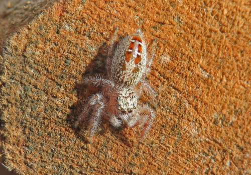 Spotted Thyene Jumping Spider