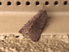Orthosia behrensiana