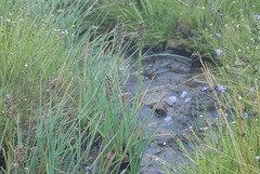 Kniphofia fluviatilis