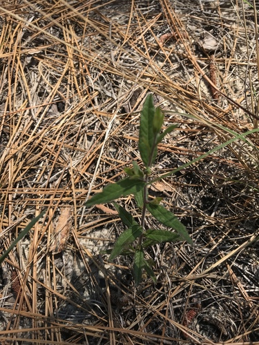 Wavyleaf noseburn