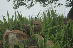 Agapanthus inapertus