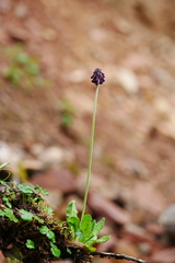 Primula watsonii