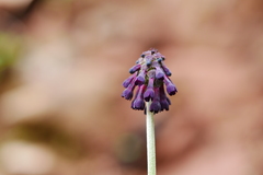 Primula watsonii