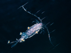 Euchaeta
