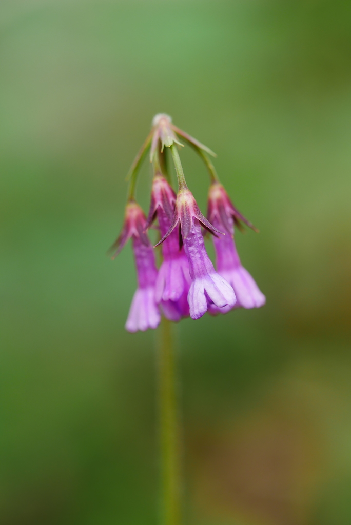 Primula septemloba