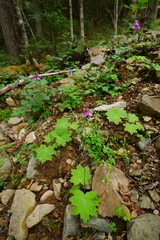 Primula septemloba