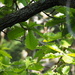 Daimyo Oak - Photo (c) harum.koh, some rights reserved (CC BY-SA), uploaded by harum.koh