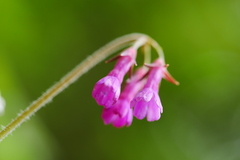 Primula septemloba