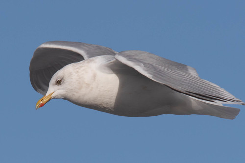 Iceland Gull
