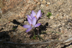 Crocus corsicus