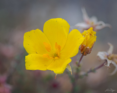 Balbisia microphylla