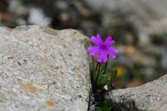 Primula dryadifolia