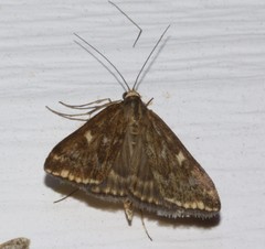 Loxostege munroealis