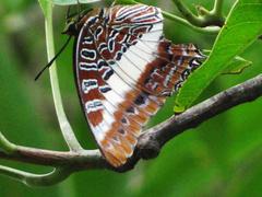 Charaxes brutus natalensis
