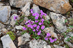 Primula dryadifolia