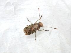 Hoherius meinertzhageni