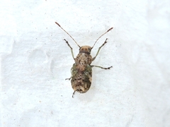 Hoherius meinertzhageni