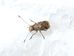 Hoherius meinertzhageni