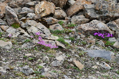 Primula dryadifolia