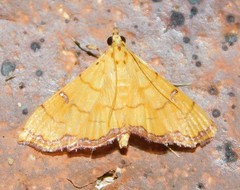 Isocentris charopalis