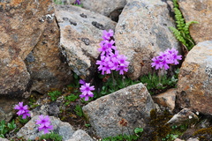 Primula dryadifolia