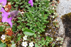 Primula dryadifolia