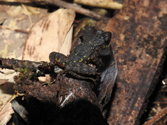 Leptophryne javanica