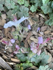 Geranium × cantabrigiense