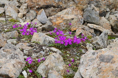 Primula dryadifolia