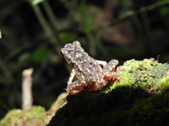 Leptophryne javanica