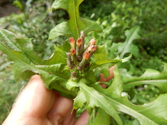 Lactuca canadensis