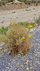Balbisia microphylla