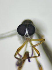 Beameromyia