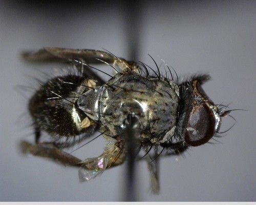 iNaturalist observation photo of Lesser House Flies and Allies