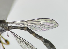 Beameromyia