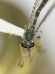 Beameromyia