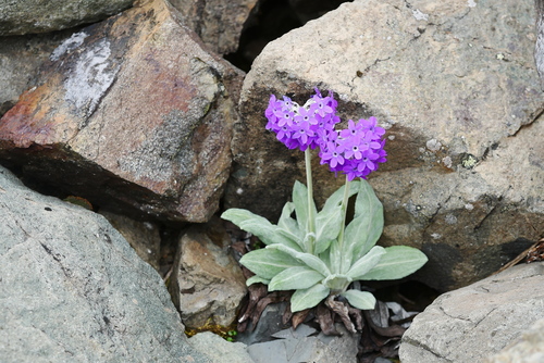 Primula chionantha, 2019-07-02
