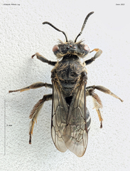 Andrena chalcogastra