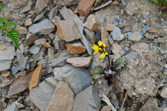 Cremanthodium humile