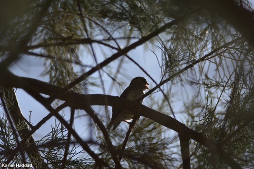 White-rumped Seedeater (Crithagra leucopygia), photo 7