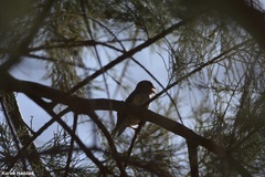 Crithagra leucopygia